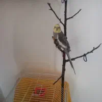 عروس هلندی نر|پرنده|کوچصفهان, |دیوار