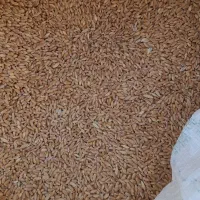 فروش گندم|عمده‌فروشی|لنده, |دیوار