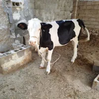 گوساله گاو