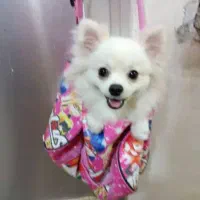 پامرین|سگ|پاکدشت, پاکدشت (مامازند)|دیوار