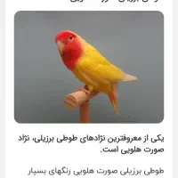 طوطی برزیلی مولد