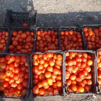 گورجه ابگورجه حدود۵۰۰کیلو