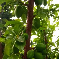 باغ روستای علی اباد.. بیلوار