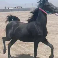 کره ماده درجه یک و روزگاری از کهندژ|اسب و تجهیزات اسب‌سواری|فلاورجان, |دیوار