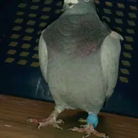 کبوتر پلاکی|پرنده|شهریار, شهرک اداری تندگویان|دیوار