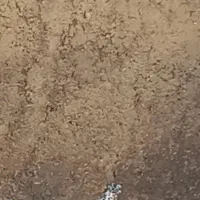 کبوترسینه باز دمسفید