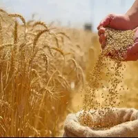 بذر گندم آبی طرابی