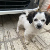 دو عدد سگ نژاد دار سایز ریز