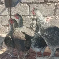 مرغ محلی|حیوانات مزرعه|نهبندان, |دیوار