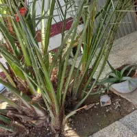 پاجوش نخل برحی اصل