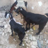 دوتا بز کهره دار و دوباره ابسن|حیوانات مزرعه|خورموج, |دیوار