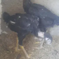 جوجه لاری|حیوانات مزرعه|پاکدشت, پاکدشت (مامازند)|دیوار