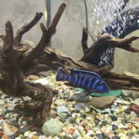 ماهی آب شیرین