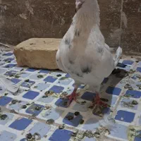 کبوتر|پرنده|زارچ, |دیوار