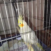 طوطی هلندی اهلی