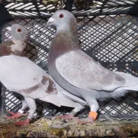 کبوتر مسافتی قورگی فیلی