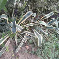 اگاو۲۰۰|گل و گیاه طبیعی|لاهیجان, لاشیدان|دیوار