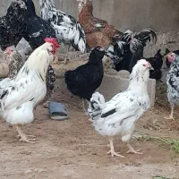 تخم مرغ گلین|حیوانات مزرعه|شوشتر, |دیوار