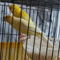 قناری رسمی