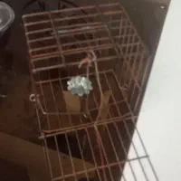 تله سهره|پرنده|فولادشهر, B1|دیوار