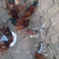 فروش عمده خروس|پرنده|گیلان غرب, |دیوار