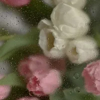 گوشی ایفون ۱۶ گم کردم