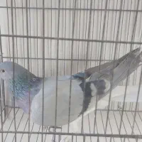 نرخرقه|پرنده|شاهین‌شهر, گزبرخوار|دیوار