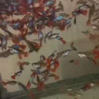 ماهی زینتی گوپی، تگزاسی، ماکرو، شمشیری و مولی