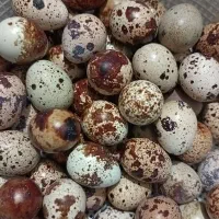 تخم بلدرچین تازه|خوردنی و آشامیدنی|نجفآباد, گلدشت|دیوار