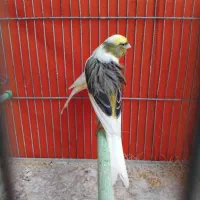 جفت قناری رسمی ابلغ مولد