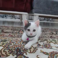 واگذاری رایگان بچه گربه خوشگل