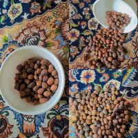 گدک نمکی(بادام کوهی، گواتام) ترد وخوشمزه