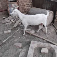 مرغ وخروس گلین وبز اوست|حیوانات مزرعه|کرمان, |دیوار