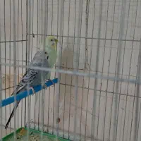 مرغ عشق|پرنده|تاکستان, |دیوار