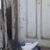 کبوتر|پرنده|اردبیل, |دیوار