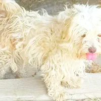 سگ شیتزو کوچک