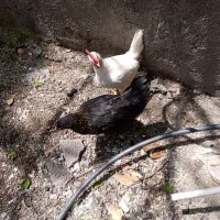 جوجه ۳ ماهه