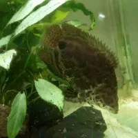 گورامی برگی|ماهی|رشت, اسماعیل آباد|دیوار