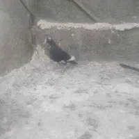 ماده پلنگ|پرنده|کرمان, |دیوار