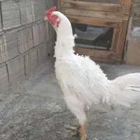 خروس لاری سفید سفید|حیوانات مزرعه|پیشوا, |دیوار