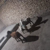 شیشک و بره نر