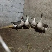 قو غار اصل و تخم گذار