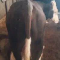 دو راس گوساله ی نر سیمتال اصل