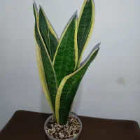 سانسوریا کرواتی ابلق|گل و گیاه طبیعی|خمینی‌شهر, |دیوار