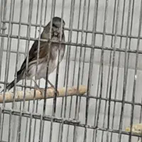 سهره قناری وقناری|پرنده|فولادشهر, B5|دیوار