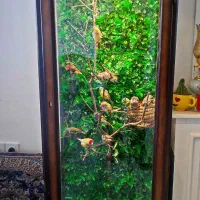 مجموعه ای از فنج های مولد