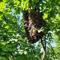 عسل۱۰۰درصد طبیعی|خوردنی و آشامیدنی|لاهیجان, یوسف آباد|دیوار