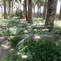 برگ (پیش) خرما جهت داربست
