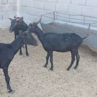 دوبز و یک کولار مورسیا|حیوانات مزرعه|مهریز, |دیوار