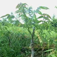 نهال صنوبر نیگرا و گردو چندلر فرانکی ژنتیپ برتر|گل و گیاه طبیعی|مشگین شهر, |دیوار